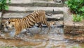 Tiger in water prowl Royalty Free Stock Photo