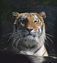 Captive Tiger in the Water Royalty Free Stock Photo