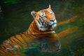 Tiger in water Royalty Free Stock Photo