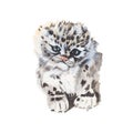 Tiger Watercolor painting isolated. Watercolor hand painted Tiger illustrations.Tiger isolated on white background