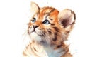 Tiger Watercolor Royalty Free Stock Photo