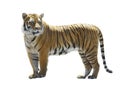 Tiger On White Background