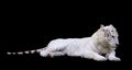 Tiger White With Black Background Royalty Free Stock Photo
