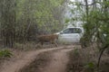 Tiger and white tourist vehical at Tadoba Tiger reserve Maharashtra,India Royalty Free Stock Photo