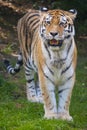 Tiger wild cat potrait Royalty Free Stock Photo