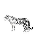 Tiger wild illustration strength mammal wildlife graphic