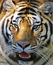 Tiger Royalty Free Stock Photo