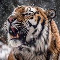 Tiger in wild winter nature