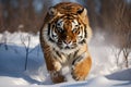 Tiger in wild winter nature. Amur tiger running in the snow