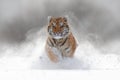 Tiger in wild winter nature. Amur tiger running in the snow. Action wildlife scene with danger animal. Cold winter in tajga, Russ Royalty Free Stock Photo