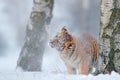 Tiger in wild winter nature. Amur tiger running in the snow. Action wildlife scene, danger animal. Cold winter, tajga, Russia. Sn