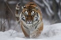 Tiger in wild winter nature.