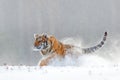 Tiger in wild winter nature, running in the snow. Siberian tiger, Panthera tigris altaica. Action wildlife scene with dangerous an Royalty Free Stock Photo