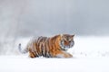 Tiger in wild winter nature, running in the snow. Siberian tiger, Panthera tigris altaica. Action wildlife scene with dangerous Royalty Free Stock Photo