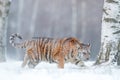 Tiger in wild winter nature, running in the snow. Siberian tiger, Panthera tigris altaica. Action wildlife scene with dangerous Royalty Free Stock Photo