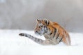 Tiger in wild winter nature, running in the snow. Siberian tiger, Panthera tigris altaica. Action wildlife scene with dangerous Royalty Free Stock Photo