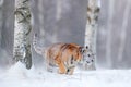 Tiger in wild winter nature, running in the snow. Siberian tiger, Panthera tigris altaica. Action wildlife scene with dangerous Royalty Free Stock Photo