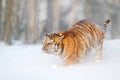 Tiger in wild winter nature, running in the snow. Siberian tiger, Panthera tigris altaica. Action wildlife scene with dangerous Royalty Free Stock Photo