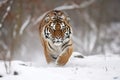 Tiger in wild winter nature. siberian tiger in snow.