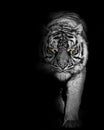 Tiger , wildlife animal Black and white