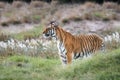 Tiger wildlife scene. Great big cat in nature. This powerful predator is the largest living cat species.