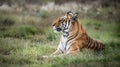 Tiger wildlife scene - lying in the grasslands. This powerful predator is the largest living cat species.