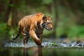 Tiger wildlife scene, wild cat, nature habitat. Amur tiger walking in river water. Danger animal, tajga, Russia. Animal in green f