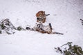 Tiger in the winter in zoo Royalty Free Stock Photo