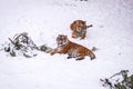 Two tiger in the winter in zoo Royalty Free Stock Photo