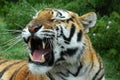 Tiger yawning Royalty Free Stock Photo