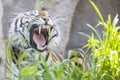 Tiger yawning and showing teeth
