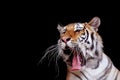 The Tiger yawns Royalty Free Stock Photo