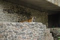 The tiger yawns in a pen on the background of a stone wall at the Zoo in Kiev