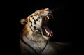 Tiger yaws Royalty Free Stock Photo