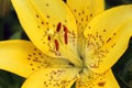 Tiger yellow with stamens of a lily on a blurred green background / Royalty Free Stock Photo