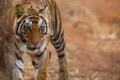 Tiger, young female, hiding behind a tree Royalty Free Stock Photo