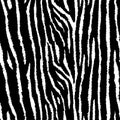Tiger or zebra seamless pattern. Grunge animal skin. Black and white vector illustration background. Trendy fabric Royalty Free Stock Photo