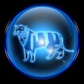 Tiger Zodiac icon