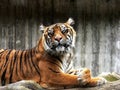 Tiger in Zoo Royalty Free Stock Photo