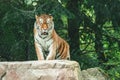 Tiger in a zoo captive