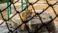 Tiger in the Zoo Is the best photo