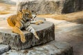 Tiger in the Zoo Is the best photo