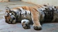 A tiger in captivity Royalty Free Stock Photo