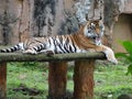 Tiger zoo garden orange bigcat