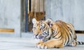 Tiger in the zoo Royalty Free Stock Photo