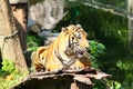 Tiger Royalty Free Stock Photo