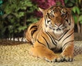 Tiger in a zoo