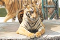 Tiger zoo, Sriracha Thailand Royalty Free Stock Photo
