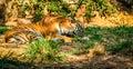 Tiger in a zoo Royalty Free Stock Photo