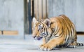 Tiger in the zoo Royalty Free Stock Photo
